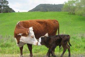 cows, Baby Animals, Animals, Field