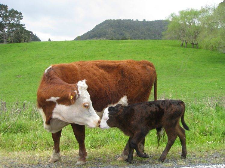 cows, Baby Animals, Animals, Field HD Wallpaper Desktop Background