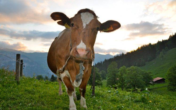 cows, NRF, Nature HD Wallpaper Desktop Background