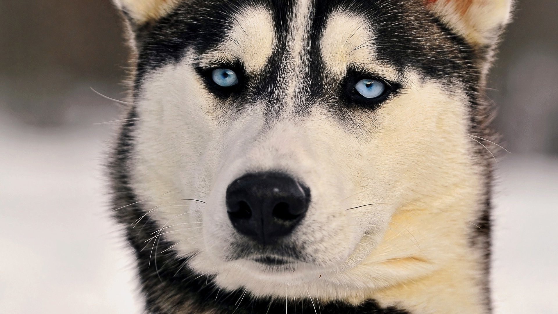 animals, Dog Wallpaper