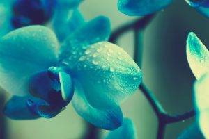 flowers, Blue, Plants, Macro, Orchids, Blue Flowers