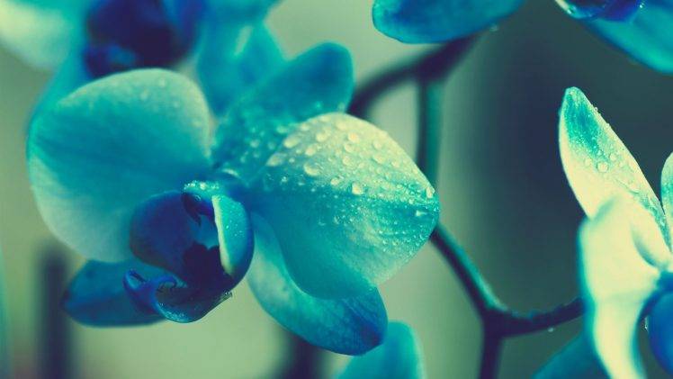 flowers, Blue, Plants, Macro, Orchids, Blue Flowers HD Wallpaper Desktop Background