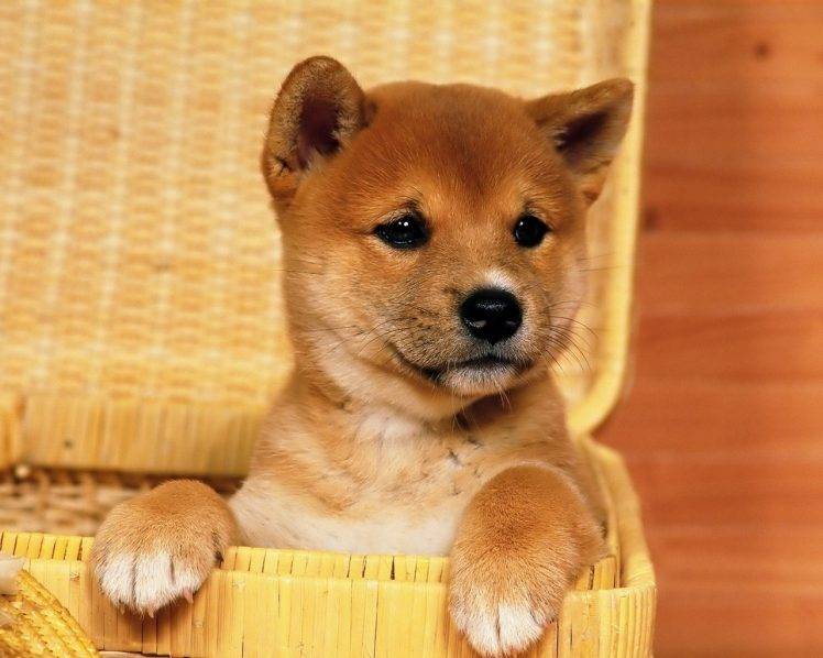 Shiba Inu, Dog, Baskets, Animals HD Wallpaper Desktop Background