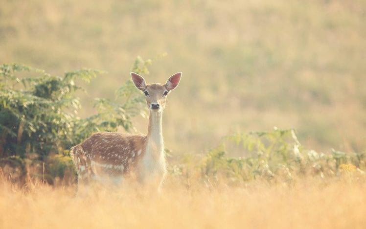 deer, Fawns, Baby Animals, Animals HD Wallpaper Desktop Background