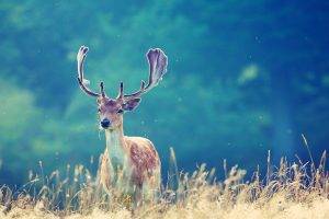 animals, Deer, Antlers