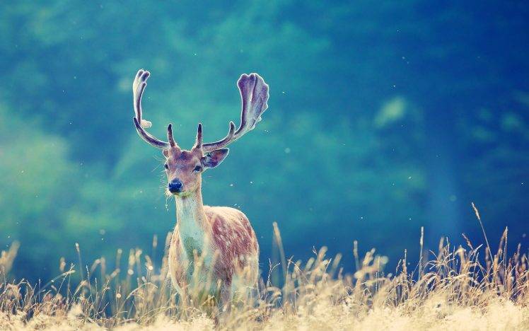 animals, Deer, Antlers HD Wallpaper Desktop Background