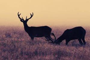 deer, Nature, Animals