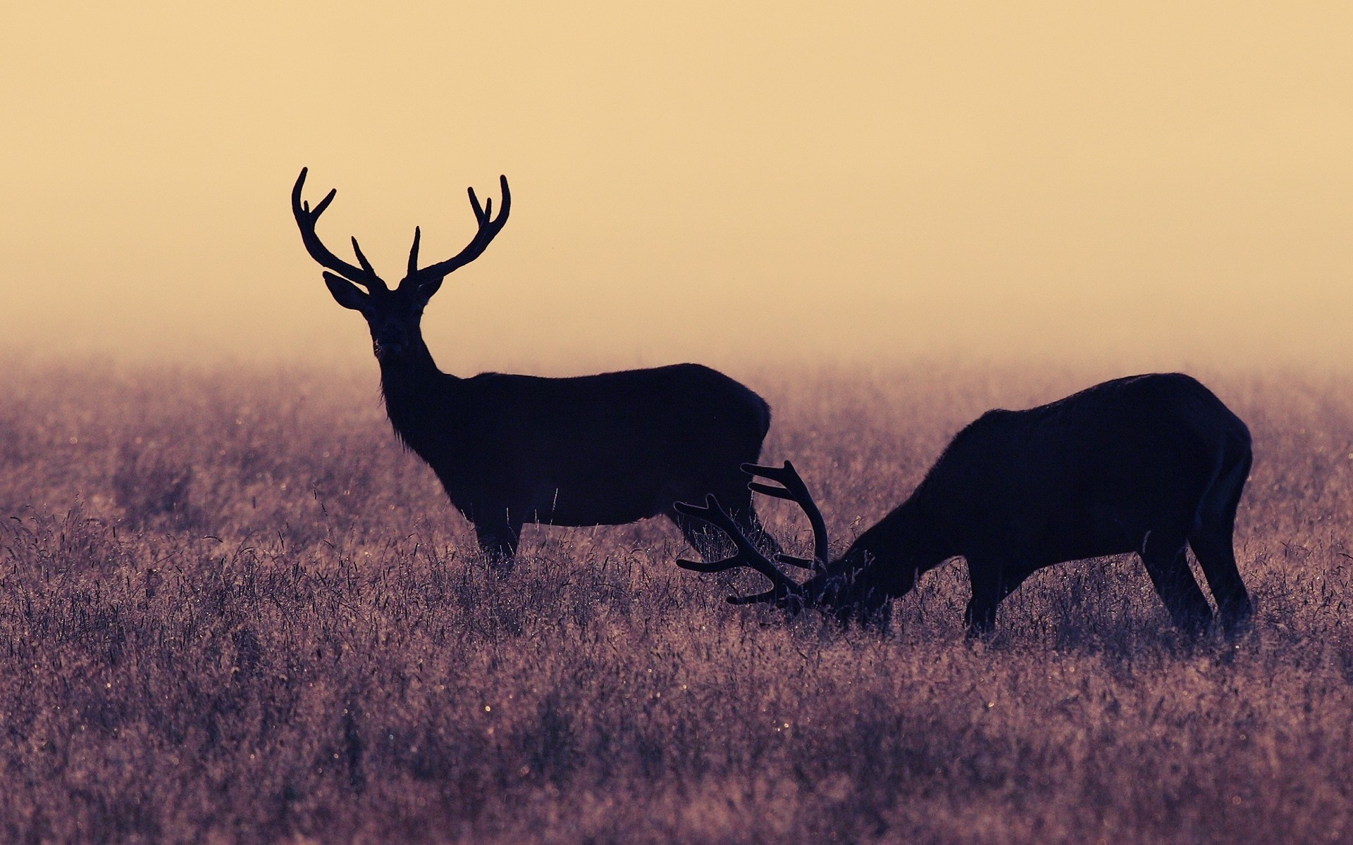 deer, Nature, Animals Wallpaper
