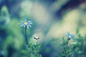 flowers, Nature, Depth Of Field, Blue Flowers