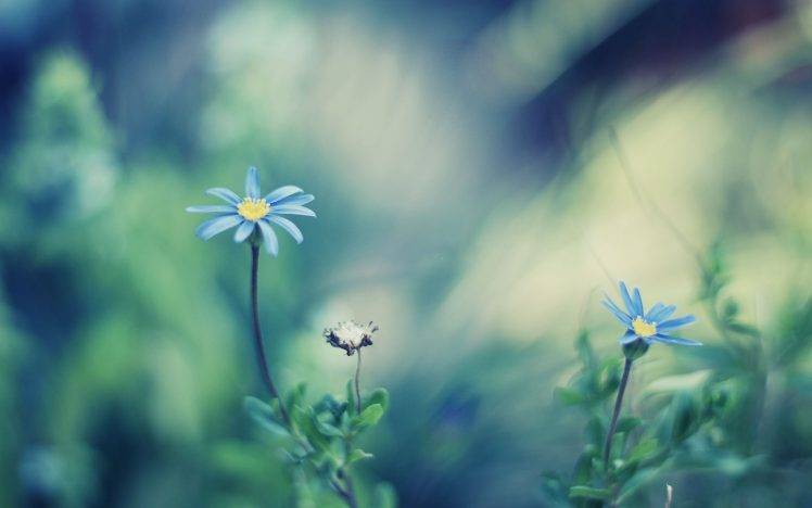 flowers, Nature, Depth Of Field, Blue Flowers HD Wallpaper Desktop Background