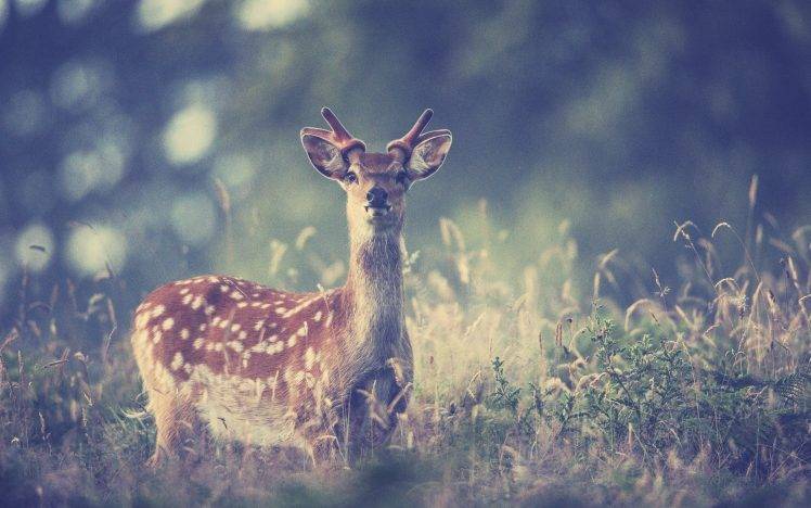 filter, Animals, Deer HD Wallpaper Desktop Background