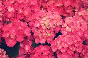 flowers, Pink Flowers