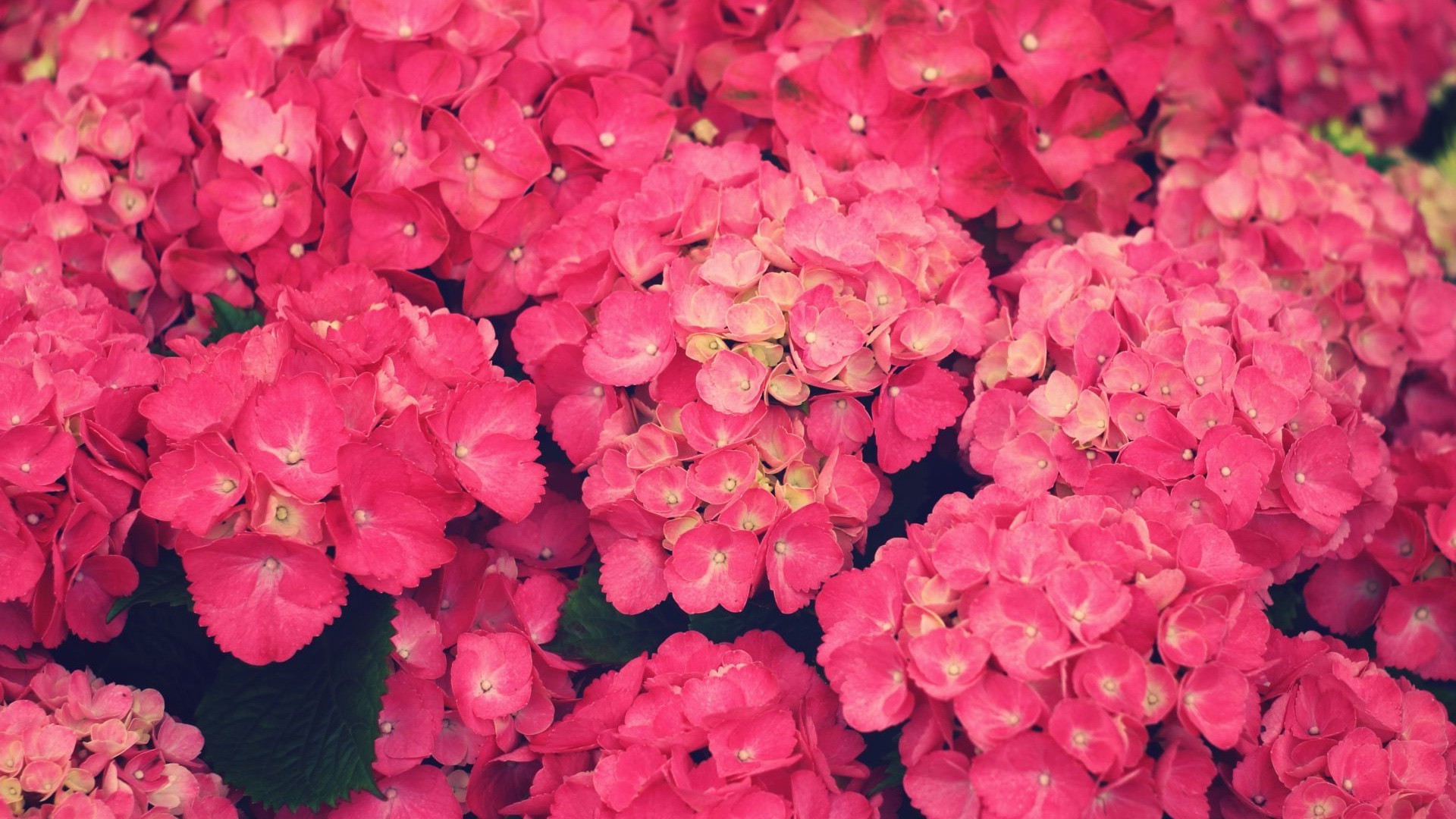 flowers, Pink Flowers Wallpaper