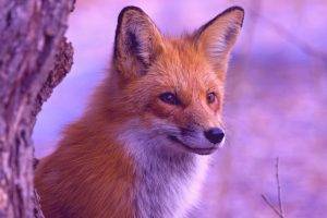 fox, Animals, Filter