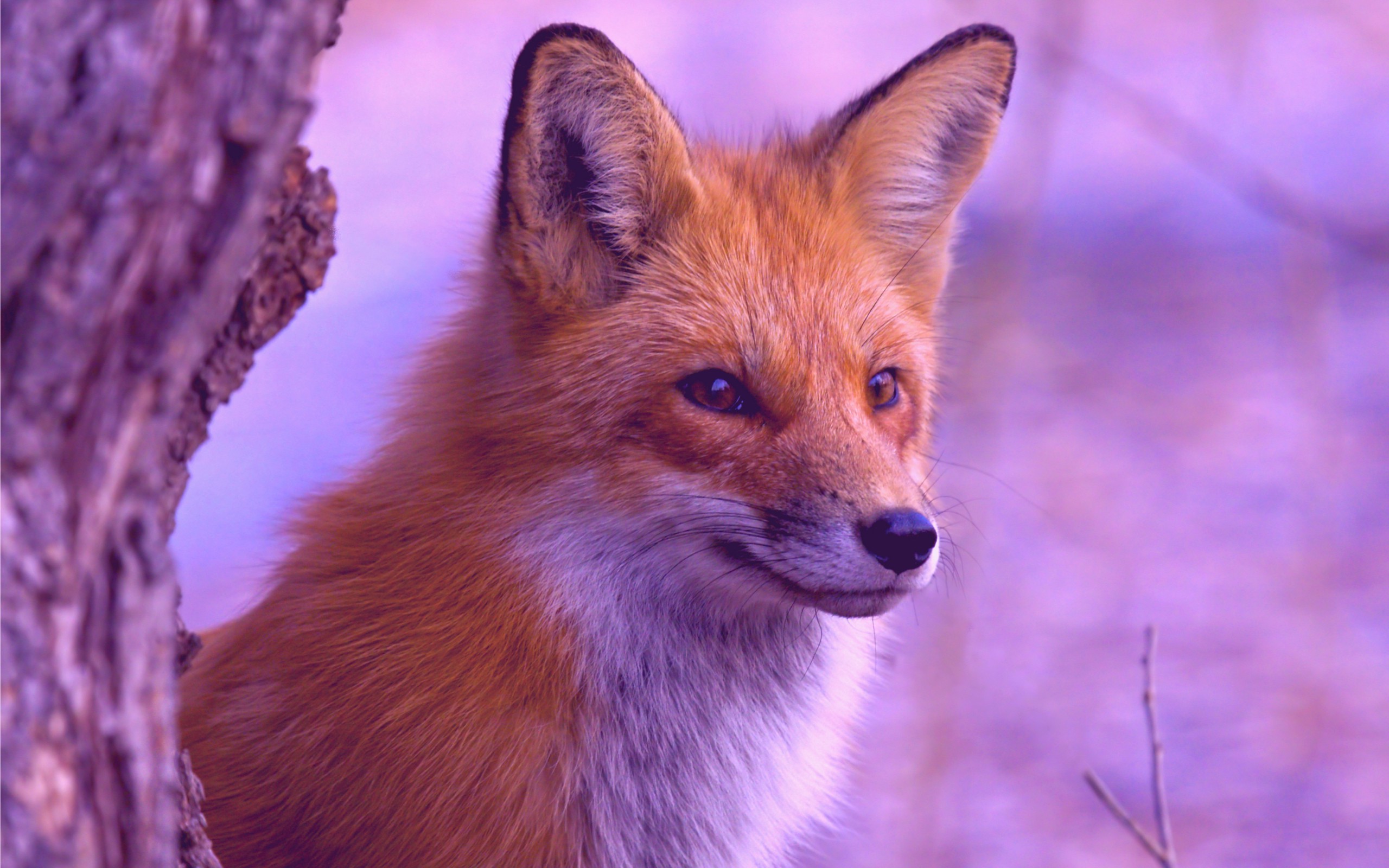 fox, Animals, Filter Wallpaper