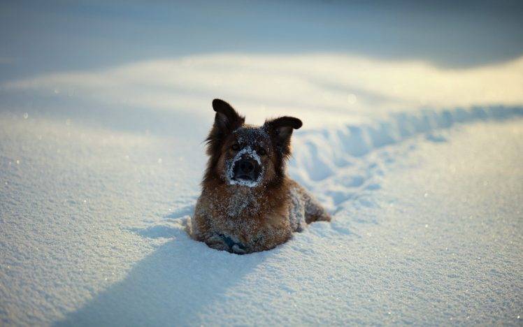 animals, Dog, Snow HD Wallpaper Desktop Background
