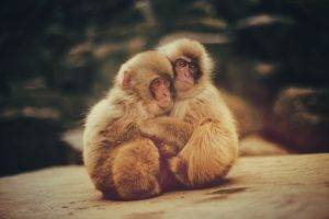macaques, Monkeys, Animals, Baby Animals