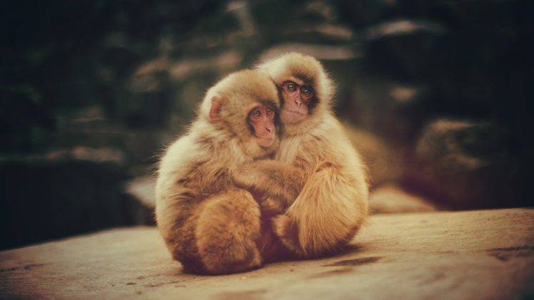 macaques, Monkeys, Animals, Baby Animals HD Wallpaper Desktop Background