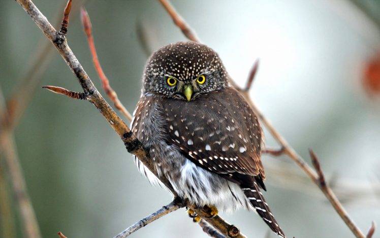 animals, Owl, Birds, Twigs HD Wallpaper Desktop Background