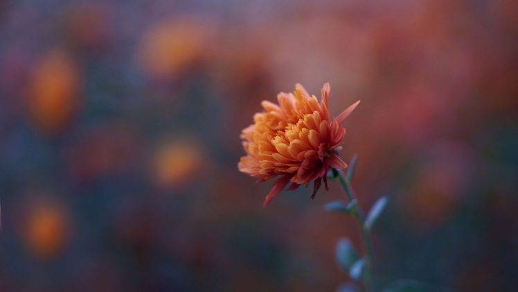 chrysanthemums, Flowers, Nature HD Wallpaper Desktop Background