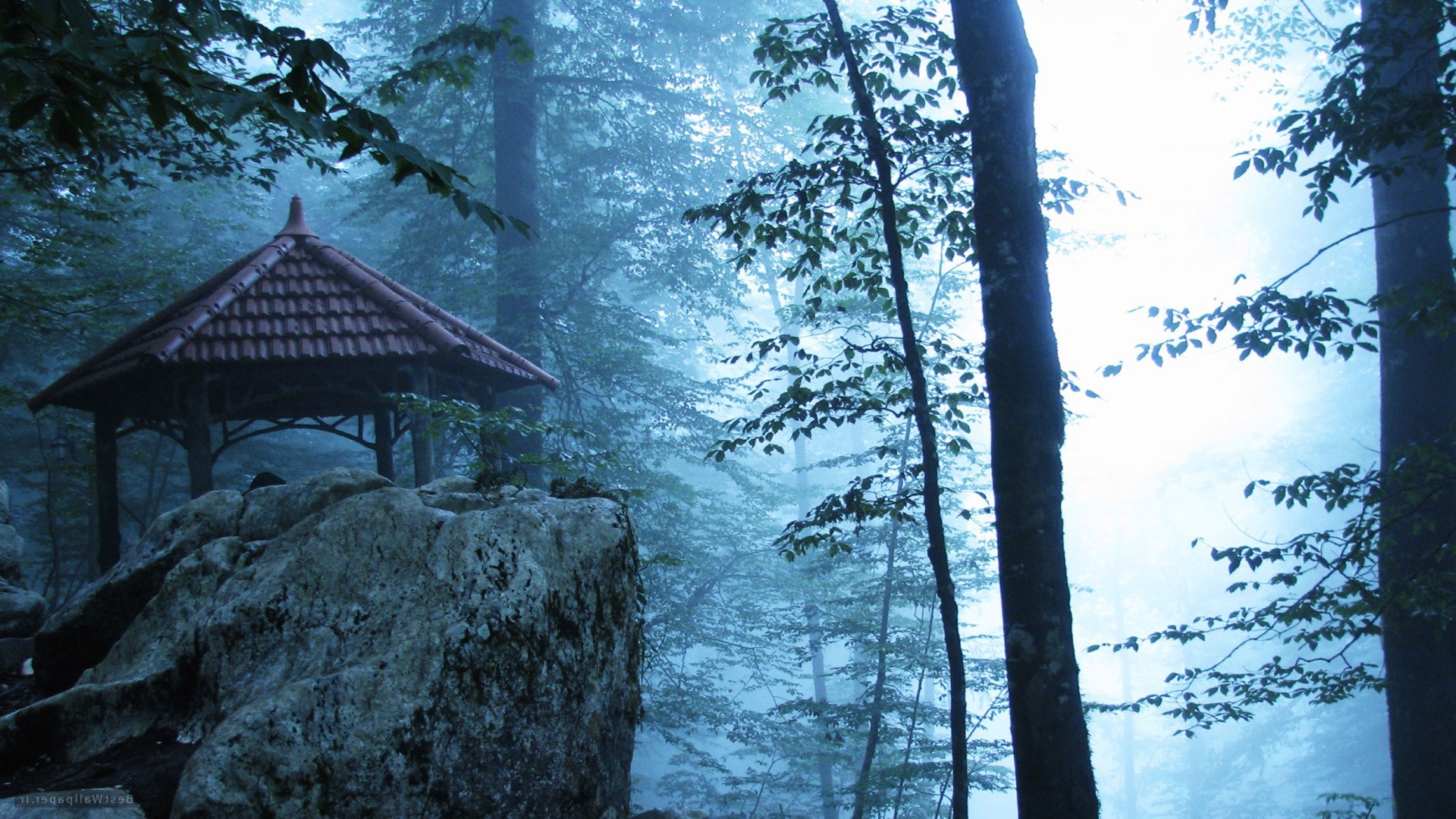 nature Wallpaper