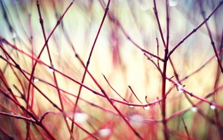 nature, Plants, Depth Of Field HD Wallpaper Desktop Background