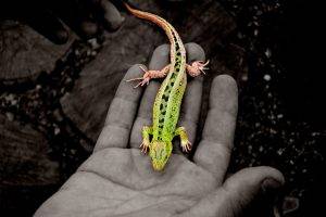 selective Coloring, Animals, Lizards, Hand, Reptile