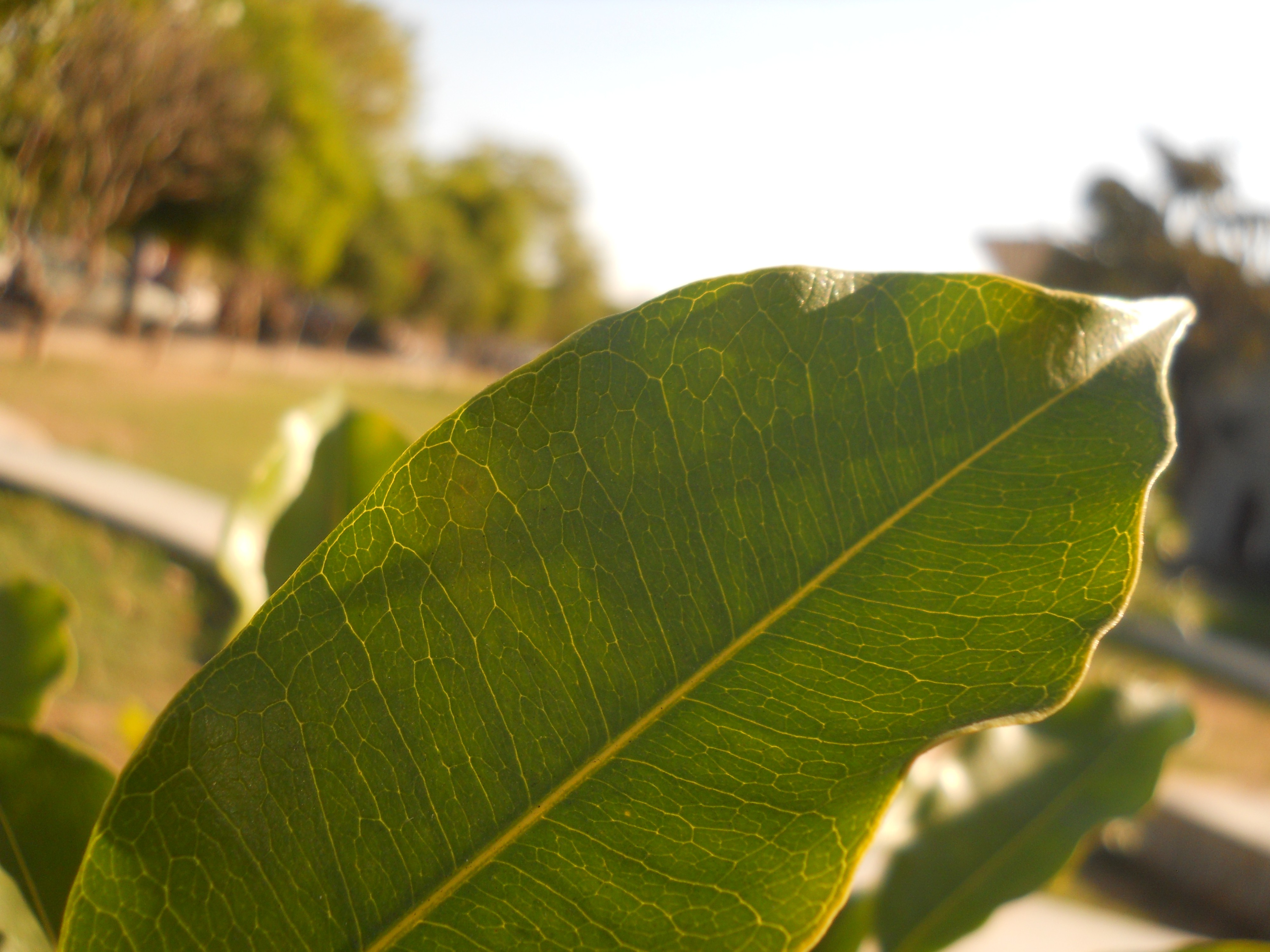 nature, Macro, Leaves Wallpaper