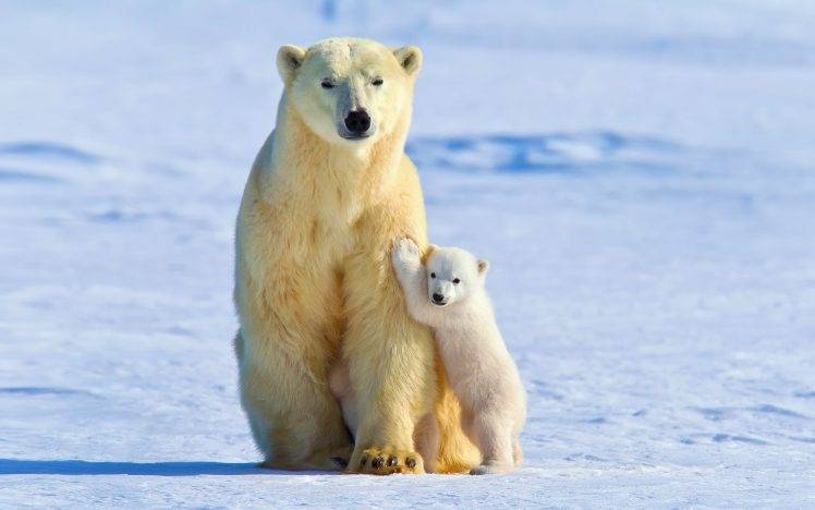 polar Bears, Animals, Snow, Ice, Baby Animals HD Wallpaper Desktop Background