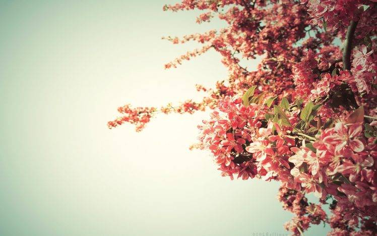 flowers, Sky, Pink HD Wallpaper Desktop Background