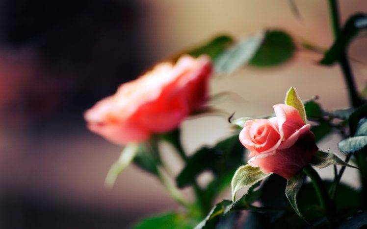 rose, Flowers, Pink Flowers, Depth Of Field HD Wallpaper Desktop Background