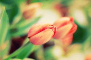 tulips, Flowers, Depth Of Field