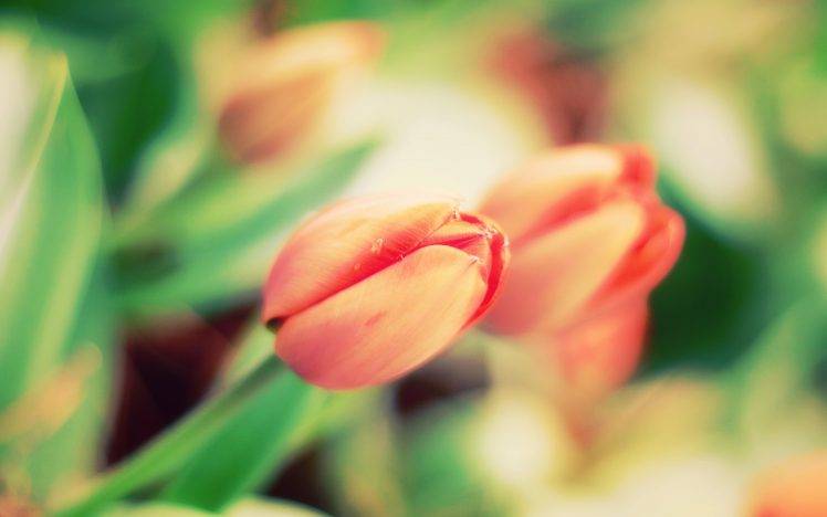 tulips, Flowers, Depth Of Field HD Wallpaper Desktop Background