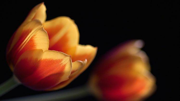 flowers, Tulips, Depth Of Field HD Wallpaper Desktop Background