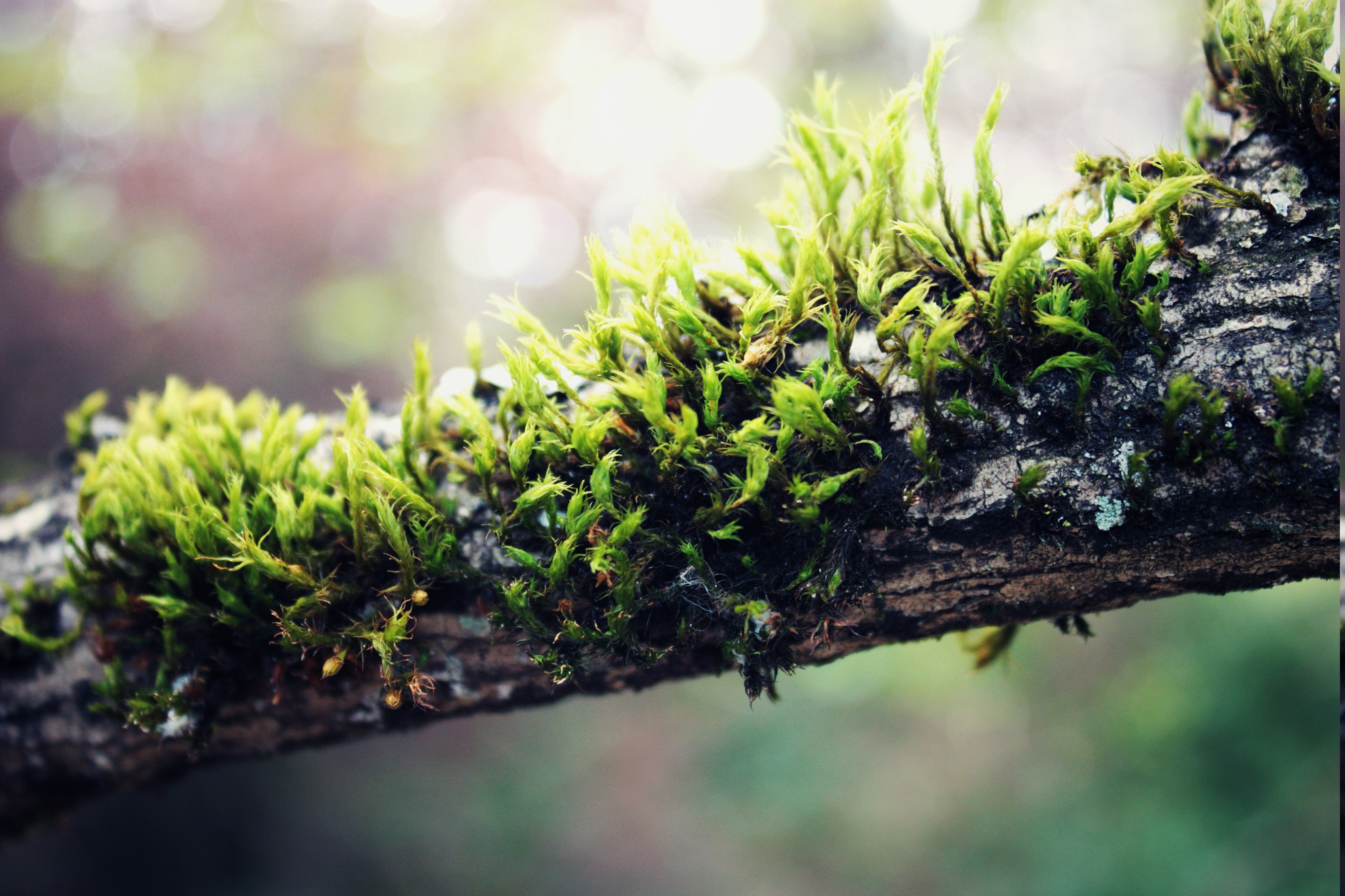 branch, Nature, Moss Wallpaper