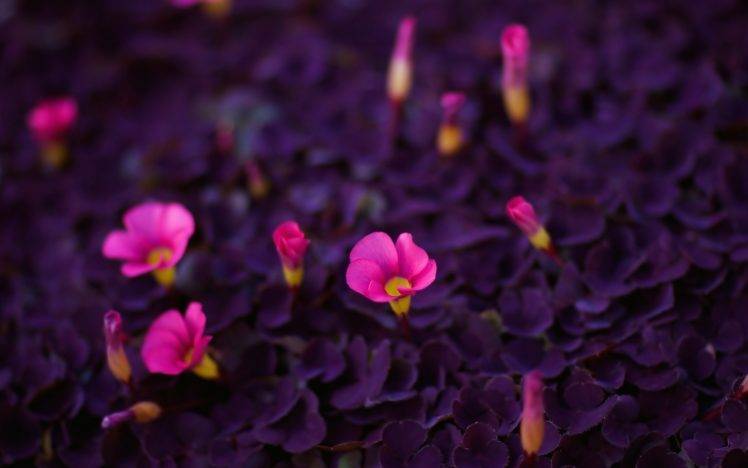 nature, Flowers, Macro, Pink Flowers HD Wallpaper Desktop Background