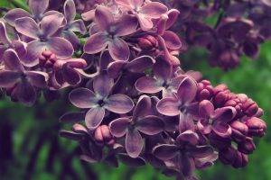 purple Flowers, Flowers, Lilac, Nature