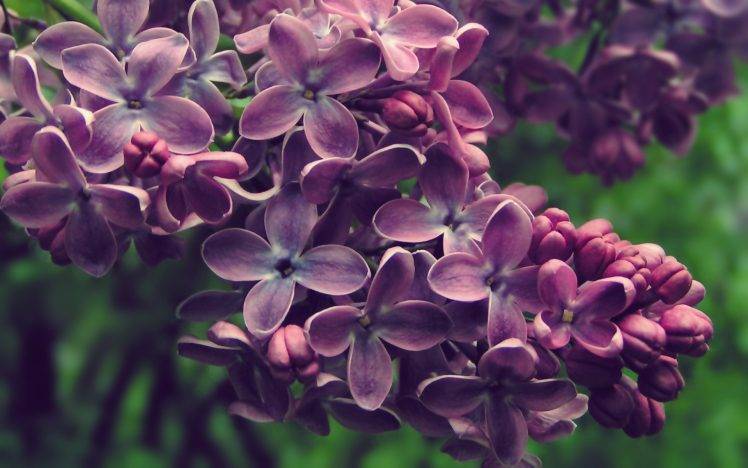 purple Flowers, Flowers, Lilac, Nature HD Wallpaper Desktop Background