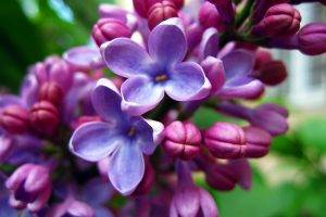 flowers, Nature, Lilac, Purple Flowers
