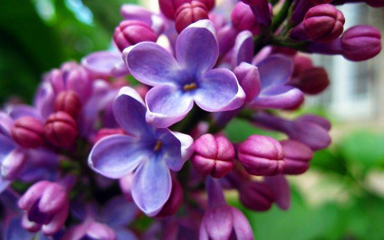 flowers, Nature, Lilac, Purple Flowers HD Wallpaper Desktop Background