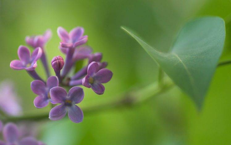 green, Flowers, Nature, Lilac, Purple Flowers HD Wallpaper Desktop Background