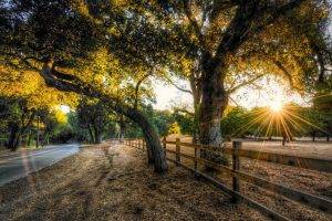 nature, HDR, Sunset, Trees, Road, Fence