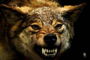 wolf, Animals, Angry