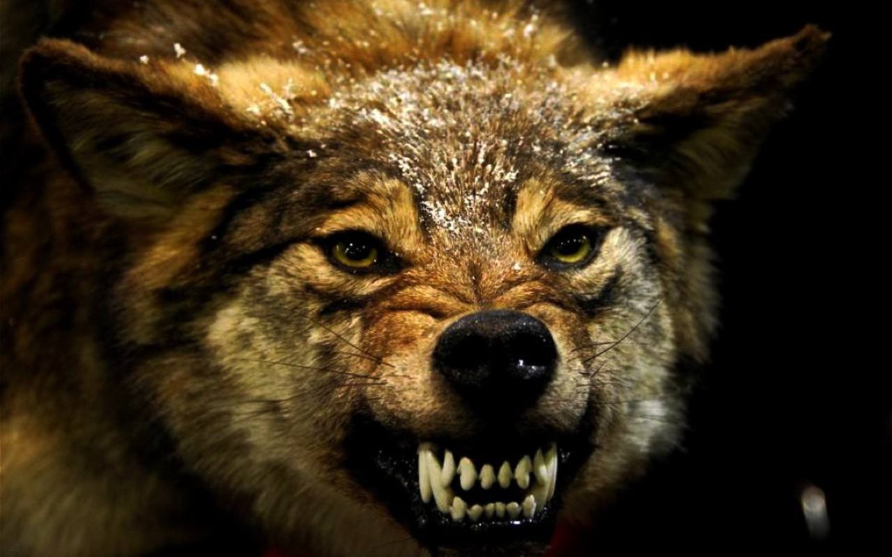 wolf, Animals, Angry Wallpaper