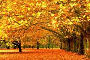 fall, Nature, Yellow, Leaves, Seasons, Trees