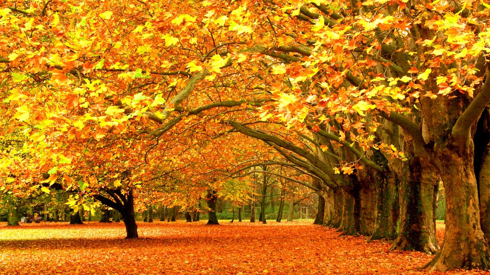fall, Nature, Yellow, Leaves, Seasons, Trees Wallpaper