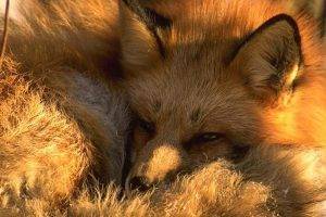 animals, Nature, Fox