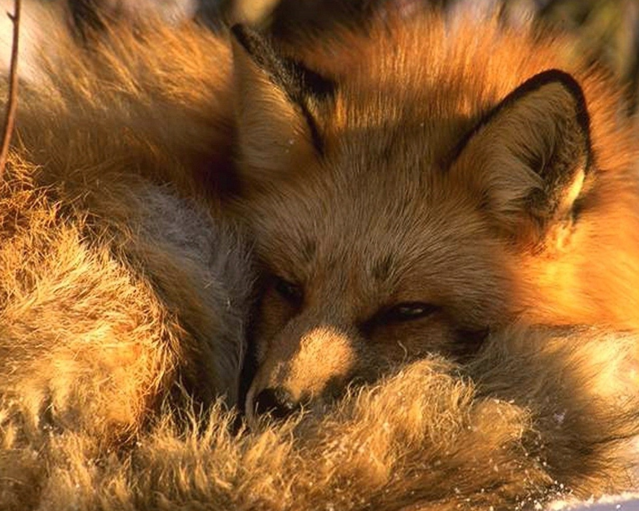animals, Nature, Fox Wallpaper