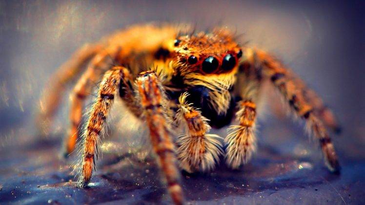 animals, Nature, Macro, Spider HD Wallpaper Desktop Background