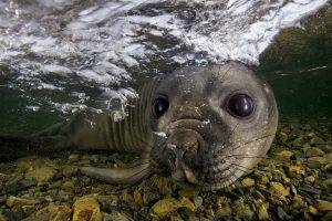 animals, Nature, Seals